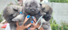 Photo №1. german spitz - for sale in the city of Kiev | 528$ | Announcement № 111773