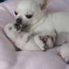 Photo №2 to announcement № 17101 for the sale of chihuahua - buy in Switzerland private announcement, breeder