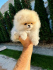 Photo №2 to announcement № 79262 for the sale of pomeranian - buy in Serbia 