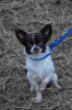 Photo №4. I will sell chihuahua in the city of Krasnodar. private announcement - price - 810$