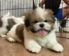 Photo №2 to announcement № 125757 for the sale of shih tzu - buy in Switzerland 