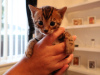 Photo №4. I will sell bengal cat in the city of Berlin. private announcement - price - 423$