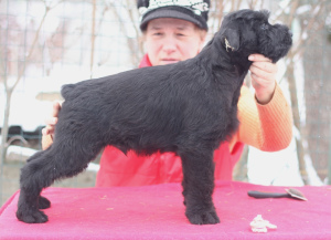 Photo №4. I will sell giant schnauzer in the city of Kaluga. private announcement - price - negotiated