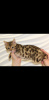 Photo №4. I will sell bengal cat in the city of Odessa. private announcement - price - 350$