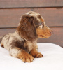 Additional photos: dachshund puppy