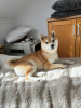 Photo №3. SHIBA INU BOY FOR MATING in Portugal. Announcement № 96661