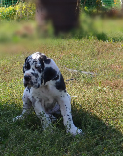 Photo №1. great dane - for sale in the city of Moscow | Negotiated | Announcement № 3402