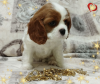 Photo №3. PROMISING GIRL Cavalier King Charles Spaniel. Belarus