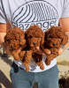 Additional photos: Toy Poodle puppies