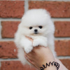 Photo №1. pomeranian - for sale in the city of Франкфурт-на-Майне | 380$ | Announcement № 127328