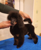 Additional photos: Miniature poodle male, born 06/30/24, the puppy is promising for exhibitions and