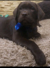 Photo №1. labrador retriever - for sale in the city of Бердянск | 650$ | Announcement № 13529
