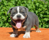 Photo №1. american bully - for sale in the city of St. Petersburg | 581$ | Announcement № 101130