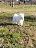 Photo №4. I will sell samoyed dog in the city of Belgrade. breeder - price - negotiated
