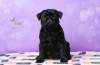 Photo №2 to announcement № 9522 for the sale of pug - buy in Ukraine from nursery