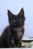 Photo №2 to announcement № 18128 for the sale of maine coon - buy in Russian Federation private announcement, from nursery, breeder