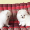 Photo №1. pomeranian - for sale in the city of Norrköping | negotiated | Announcement № 77416