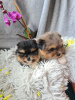 Photo №2 to announcement № 103338 for the sale of pomeranian - buy in United States private announcement