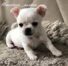 Photo №1. chihuahua - for sale in the city of Voronezh | 725$ | Announcement № 9631