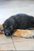 Additional photos: German Shepherd FCI