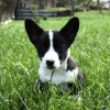 Photo №2 to announcement № 13111 for the sale of welsh corgi - buy in Belarus private announcement