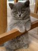 Photo №1. british shorthair - for sale in the city of Munich | 350$ | Announcement № 108584