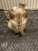 Photo №2 to announcement № 64641 for the sale of bengal cat - buy in Germany private announcement, from nursery