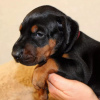 Photo №1. dobermann - for sale in the city of Gothenburg | 465$ | Announcement № 88543