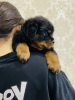 Photo №4. I will sell rottweiler in the city of Kazan. breeder - price - negotiated