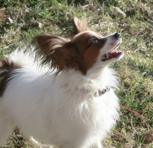 Photo №2 to announcement № 6193 for the sale of papillon dog - buy in Belarus private announcement