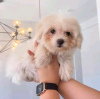 Photo №3. Maltipoo puppies looking for a new home Business WhatsApp 37062044902. Switzerland