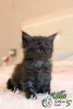 Photo №1. maine coon - for sale in the city of St. Petersburg | 469$ | Announcement № 8901
