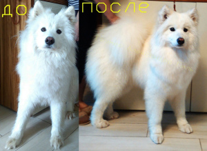 Photo №2. Service of the groomer in Belarus. Price - 20$. Announcement № 400