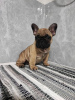 Photo №4. I will sell french bulldog in the city of Sremska Mitrovica. breeder - price - negotiated