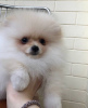 Photo №2 to announcement № 43048 for the sale of pomeranian - buy in Spain private announcement