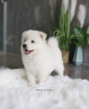 Photo №1. japanese spitz - for sale in the city of Villingen-Schwenningen | 528$ | Announcement № 99576