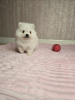 Photo №2 to announcement № 115147 for the sale of pomeranian - buy in Russian Federation private announcement