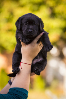 Additional photos: Gorgeous labrador retriever pups FCI