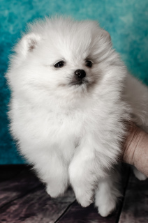 Additional photos: Pomeranian shpitz, White, boy