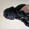 Photo №2 to announcement № 114391 for the sale of poodle (dwarf) - buy in Belarus private announcement