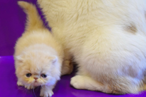 Photo №2 to announcement № 1062 for the sale of persian cat - buy in Ukraine private announcement, breeder