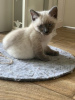 Photo №3. Siamese Thai kitten old type. Germany