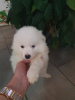 Additional photos: german spitz puppies