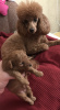 Photo №1. Mating service - breed: poodle (toy). Price - 109$