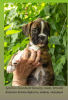 Additional photos: Club German Boxer Puppies