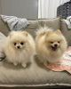 Photo №1. pomeranian - for sale in the city of Vienna | Is free | Announcement № 98100
