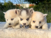Photo №2 to announcement № 98363 for the sale of pomeranian - buy in Serbia 