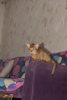 Photo №2 to announcement № 7634 for the sale of abyssinian cat - buy in Russian Federation from nursery