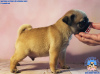 Photo №2 to announcement № 24297 for the sale of pug - buy in Belarus from nursery
