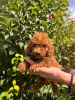 Photo №2 to announcement № 110713 for the sale of poodle (toy) - buy in Serbia breeder